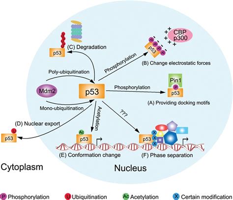 p modifications exquisite decorations   powerful guardian pmc