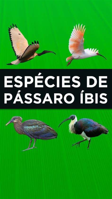 7 tipos de pássaro íbis características habitat informações e muito