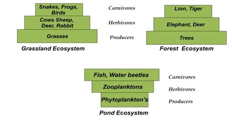 Ecological pyramid