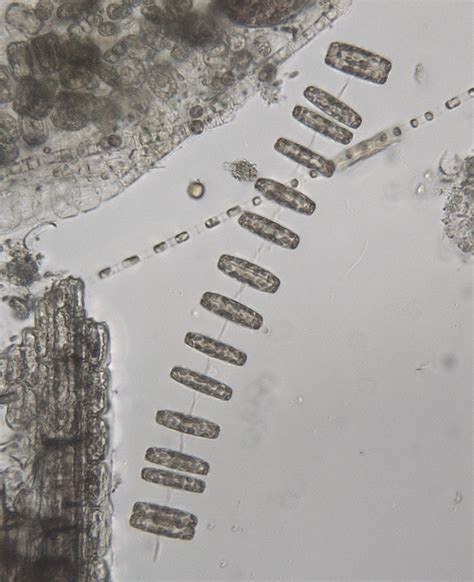 Marine Plankton Under the Microscope - The Micro-Naturalist