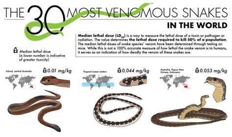 The Most Venomous Snakes In The World Infographic Visualistan