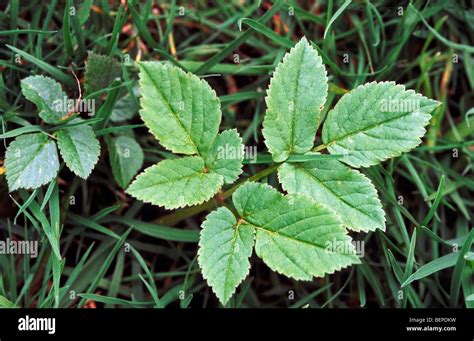 Ground Elder Aegopodium Podagraria Stock Photo Alamy