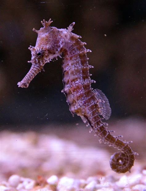 Researchers sequence entire genome of seahorse, investigate essential ...