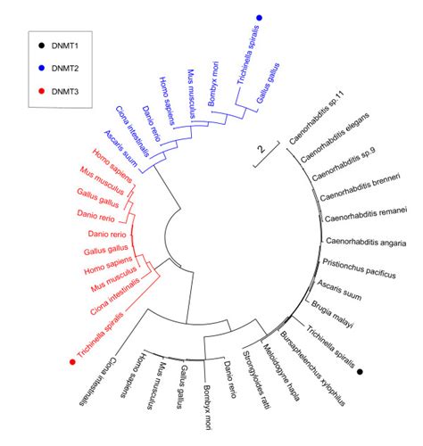 Phylogenetic Tree Of Dnmt Proteins Multiple Sequence Alignment Was