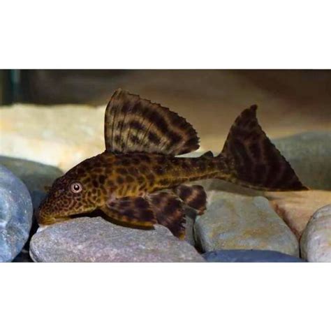 Common Pleco | Hollywood Fish Farm Online