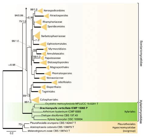 A Phylogenetic Analysis Of S S And Rpb Of The Sordariomycetes