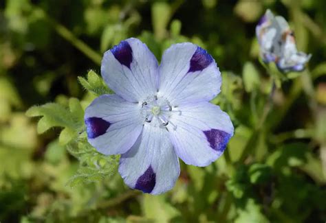 Nemophila (Baby Blue Eyes) – A to Z Flowers