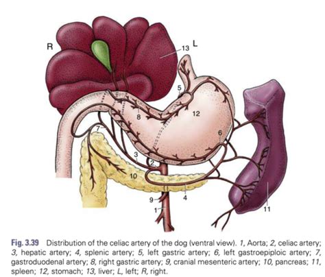 GI Embryology Flashcards Quizlet