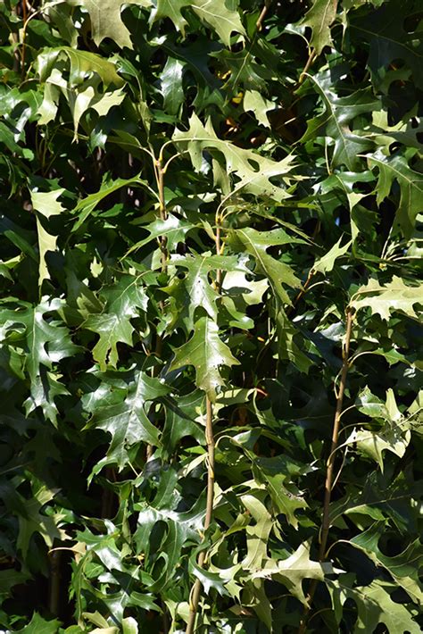 Green Pillar Pin Oak Quercus Palustris Pringreen In St Thomas Port