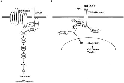 Multiple Signaling Pathways Regulate Id Gene Expression A A