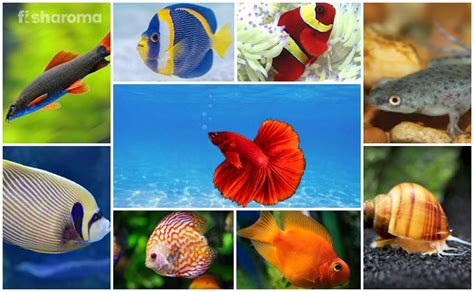 14 Compatible Betta Fish Tankmates - All-Inclusive Guide