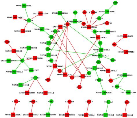 Integrated Analysis Of A Lncrnamrna Network Reveals A Potential