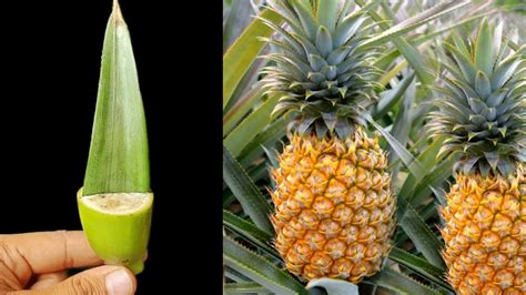 How To Grow Pineapples At Home Fast And Easy Grow Pineapple Tree