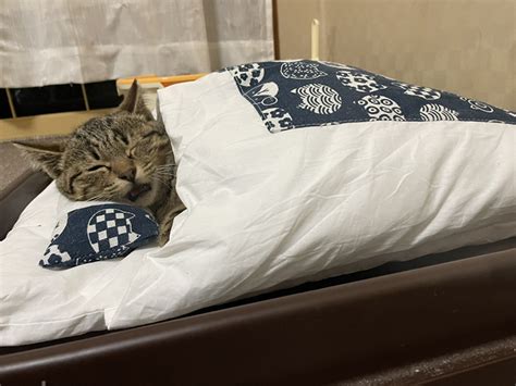 “保護した子猫がお布団で寝るようになりました” 安心しきった猫ちゃんの表情がかわいくて癒やされる ねとらぼ