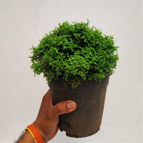 Dwarf Murraya Paniculata Dwarf Kamini Bonsai NurseryBuy