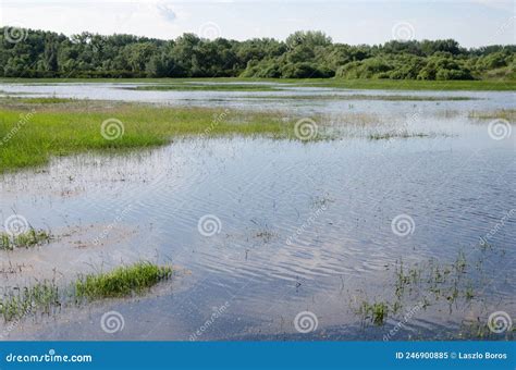 Spring Flooding of the Tisza River in Hungary. Stock Image - Image of flooding, tree: 246900885