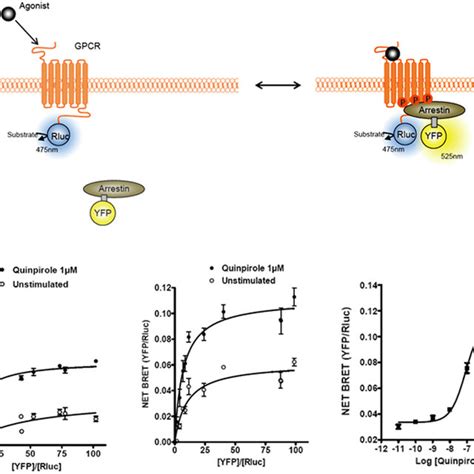 Bioluminescence Resonance Energy Transfer Bret Epac Biosensor For Download Scientific Diagram