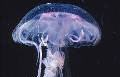 Are Jellyfish Populations Increasing Woods Hole Oceanographic