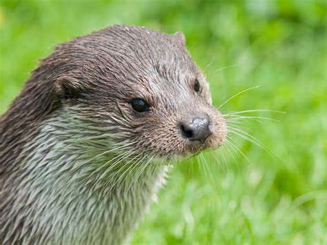 River Otter Face Profile