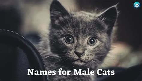 Best 201 Names For Male Cats