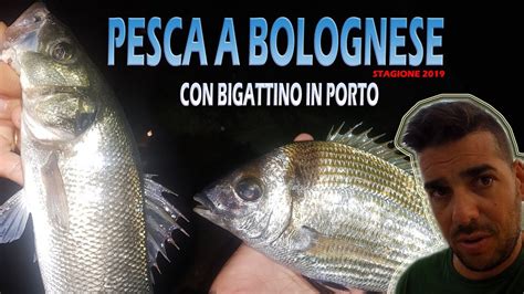 Pesca A Bolognese Con Bigattini In Porto Al Sarago E Spigola Youtube