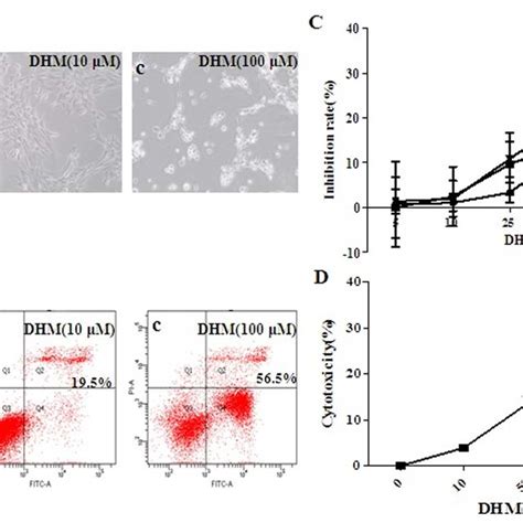 Dhm Inhibits Hcc Cells Proliferation And Promotes Hcc Cells Apoptosis