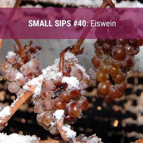 Curious Small Sip #40: Eiswein - Curious Wines