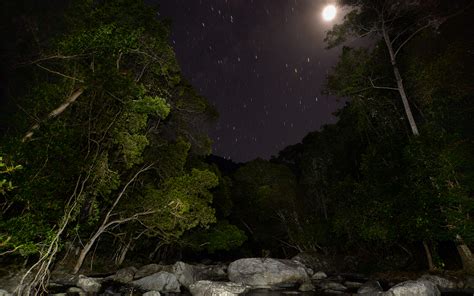 Forest Moon Night Sky With Stars