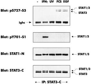 The Stat C Terminus Determines The Link To Mapk Pathways Fibroblasts