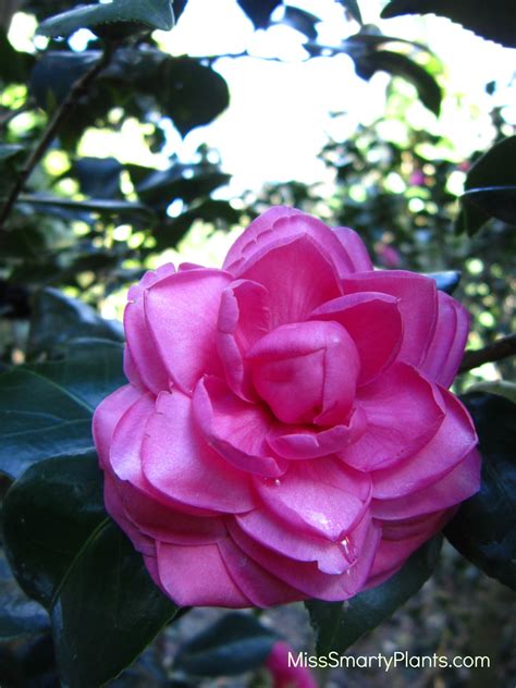 Formal Double Form Camellias Miss Smarty Plants