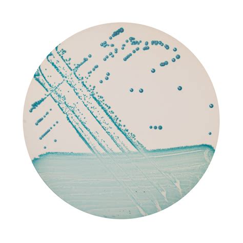 Chromobio Enterococcus Agar C Ng Ty Tnhh Ph T Tri N C Ng Ngh Bi N Xanh