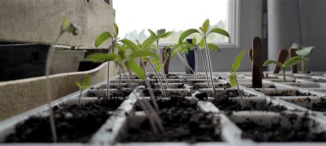 Quelles sont les plantes et graines à semer dans son jardin potager en