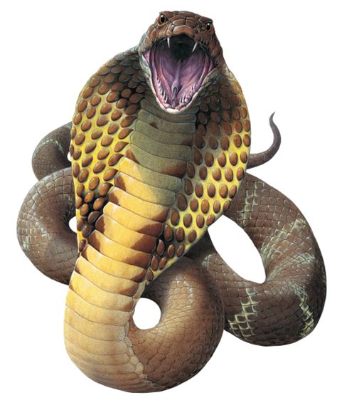 Cobra Png Transparent Images Png All