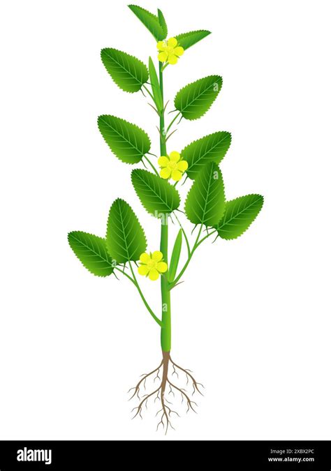 Jute Plant With Roots Isolated On White Background Stock Vector Image