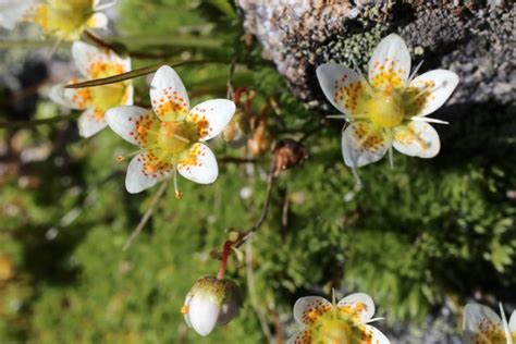 Saxifrage varieties: the most beautiful at a glance - Plantura