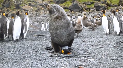 Seals Are Having Sex With Penguins And It S Very Disturbing VIDEO