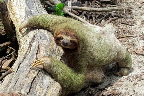 10 Sloth Adaptations (Evolutionary Secrets!) – Fauna Facts