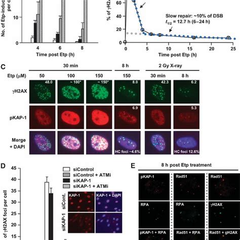 Slowly Repaired Etoposide Induced Dsbs Localise To Heterochromatin And