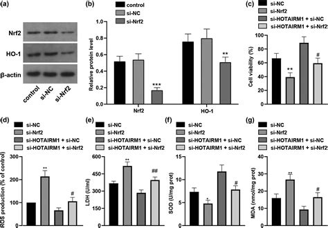 Hotairm Knockdown Reduces Mpp Induced Oxidative Stress Injury Of Sh