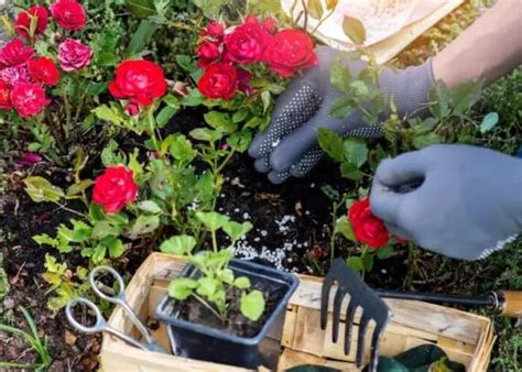 Cómo Cuidar Los Rosales En Primavera Pasos Para Dar Vida A Las Rosas