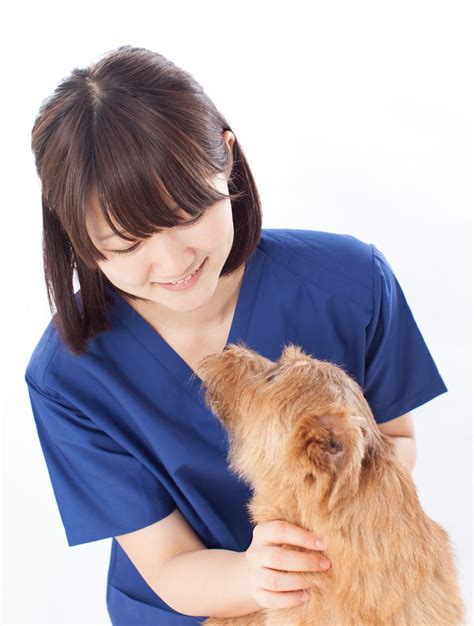 Canine Influenza: How to Keep Your Dog Safe - Cold Nose College