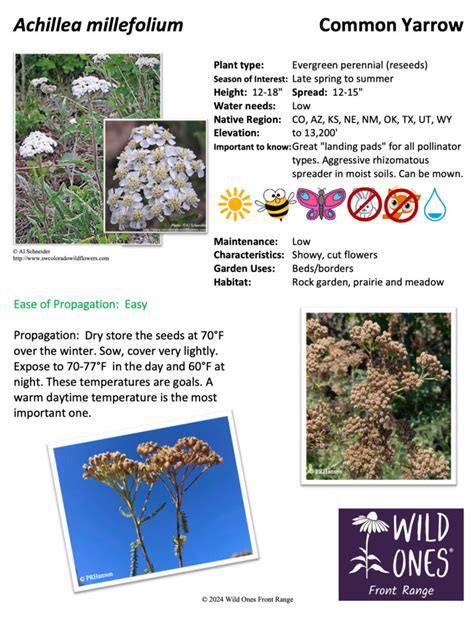 achillea millefolium common yarrow forb native plant species