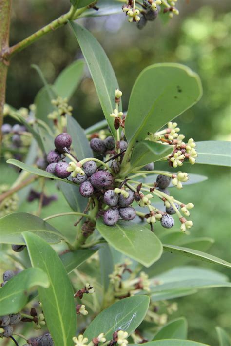 drimys andina pan global plants