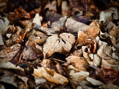 Fotos gratis árbol naturaleza bosque rock rama invierno planta