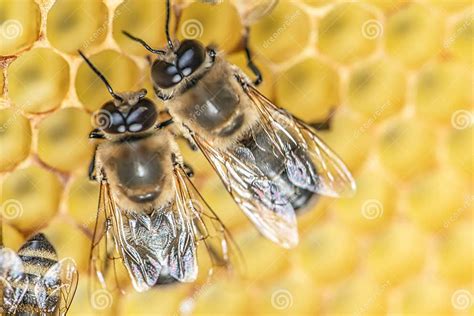 Closeup Macro Big Drone Bee In Honeycomb Male Bee With Bee Worker Stock