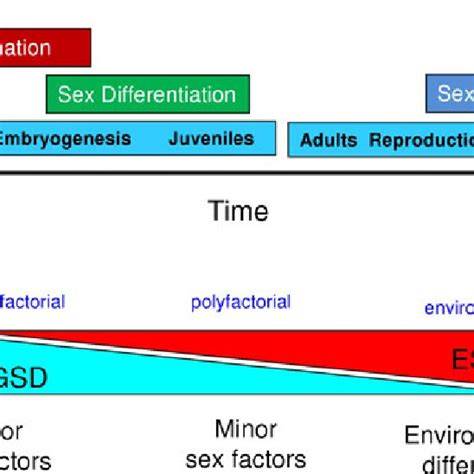 Sex Determination And Differentiation In Fish A The Processes Of Sex