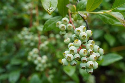 Berry Plant Green - Free photo on Pixabay - Pixabay