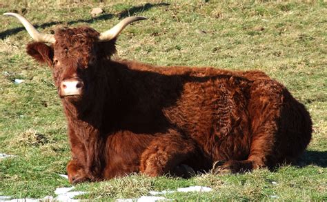 Salers Photo Vache Vache Des Vaches