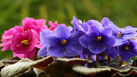 Como Cultivar Violetas Blog Da Plantei