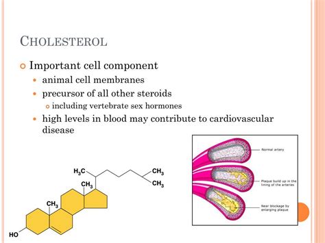 Ppt Lipids Powerpoint Presentation Free Download Id2720690